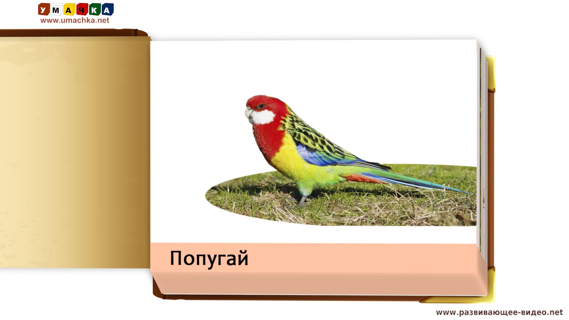 Prezentatsiya-dlya-detej-po-metodike-Domana-Ptitsy.-CHast-2