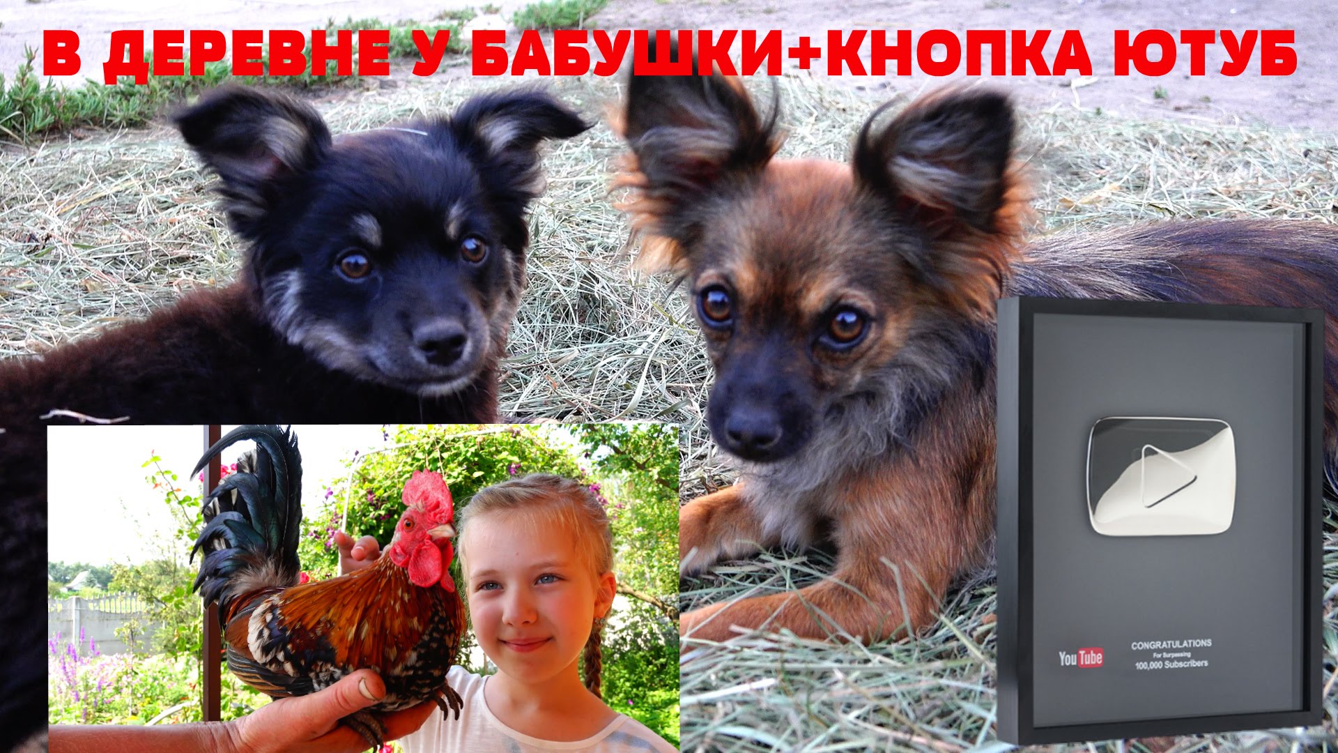 Serebryanaya-knopka-YouTube-Edem-v-derevnyu-Igraem-s-kotikom-sobachkami-Ruchnoj-petushok