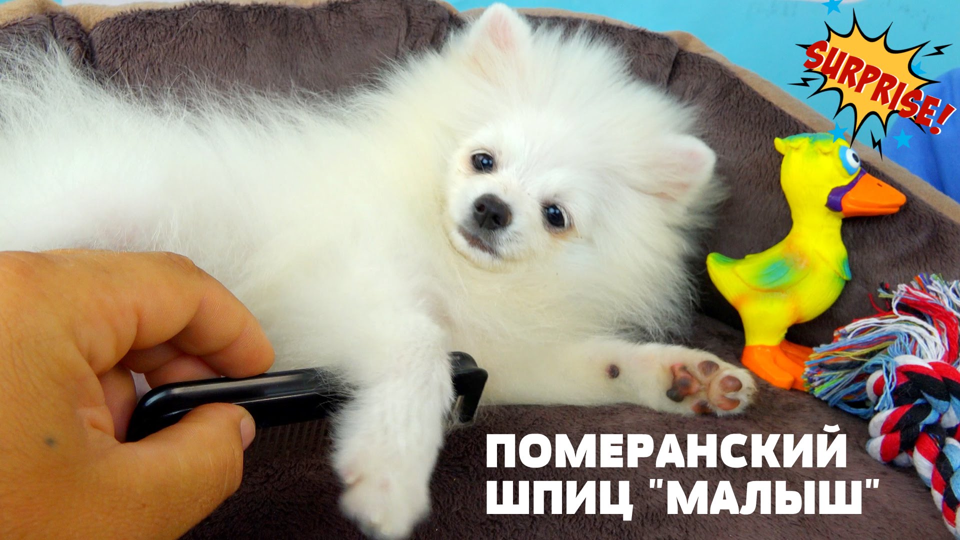 Syurpriz-dlya-Anyuty-Samyj-nyashnyj-shhenok-po-imeni-Malysh-Raspechatyvaem-obnovki-dlya-pyosika