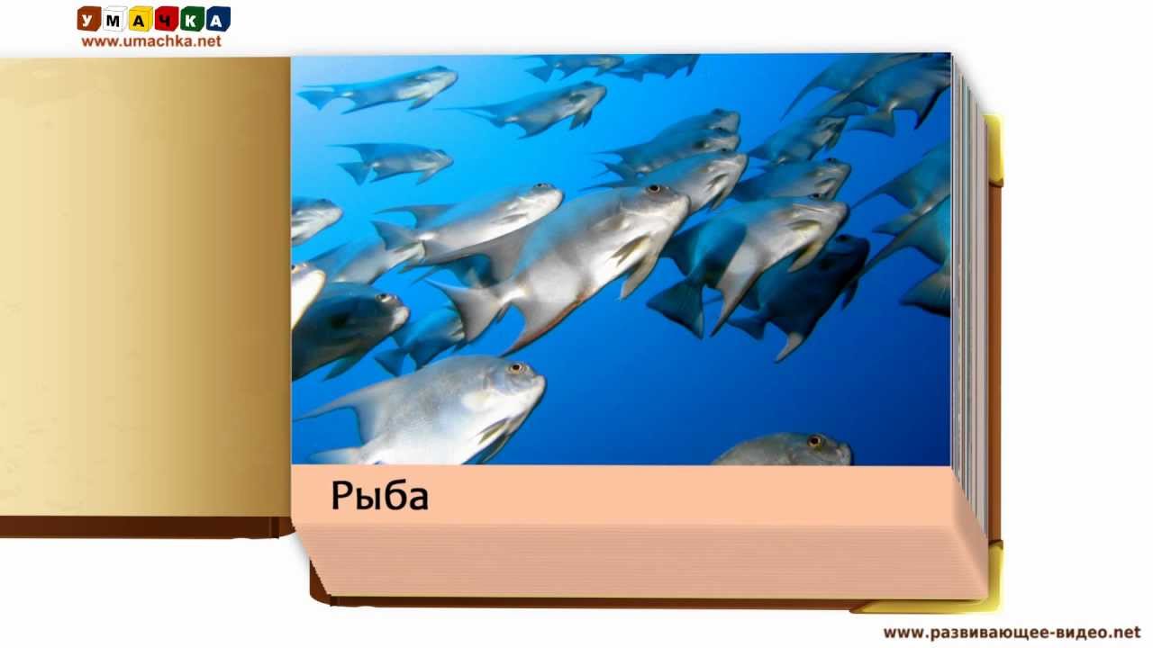 Uchim-nazvaniya-zhivotnyh-Prezentatsii-dlya-detej-Obitateli-vody-po-Domanu