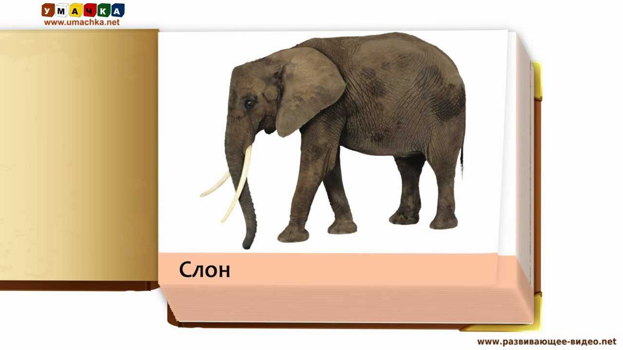 Uchim-nazvaniya-zhivotnyh-Prezentatsii-dlya-malyshej-Obitateli-savanny-po-Domanu