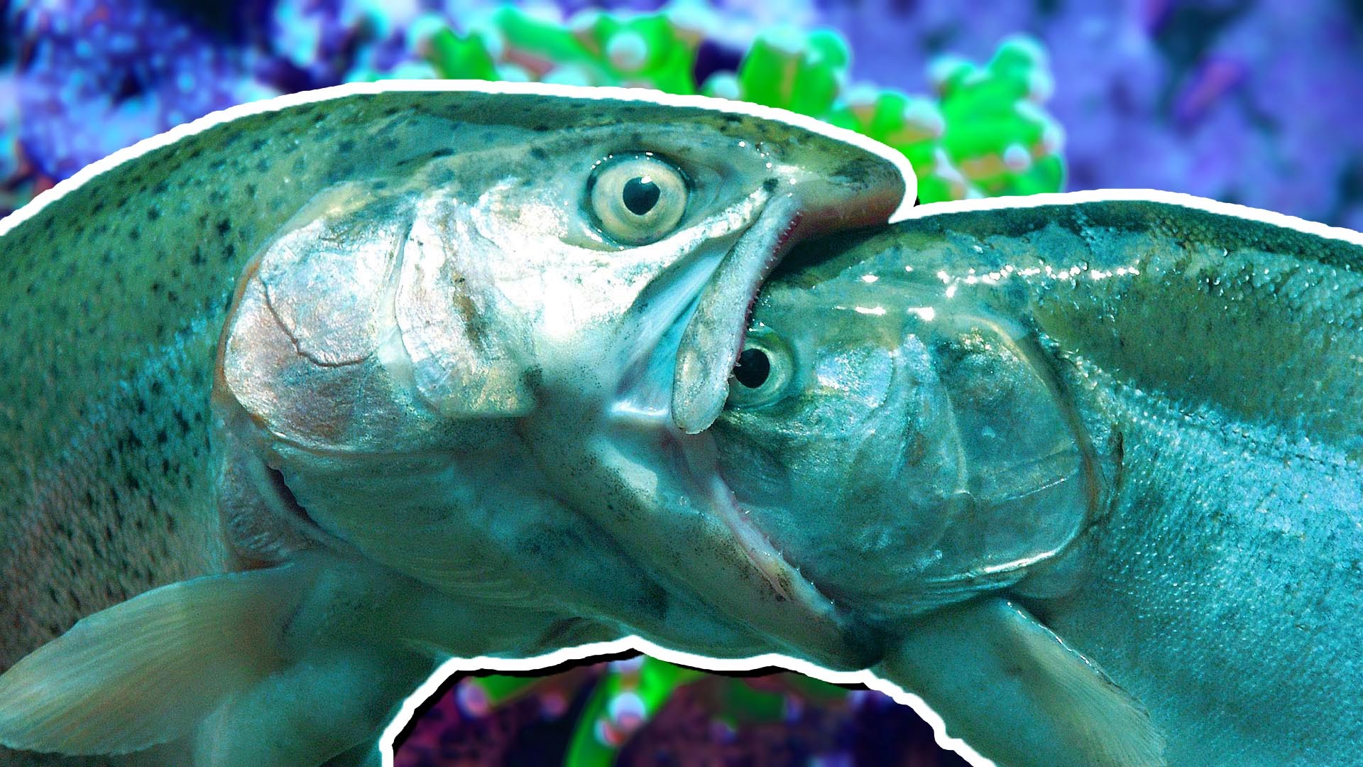 V-VODE-NE-BEZOPASNO-Tasty-Blue