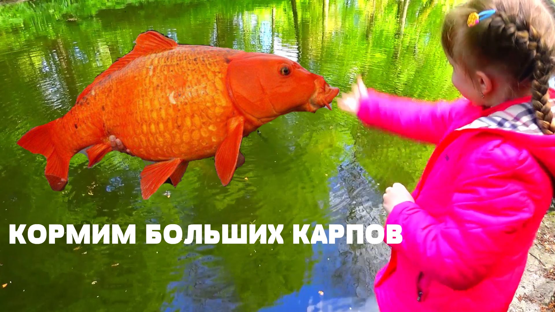 VLOG.-Anyuta-kormit-bolshih-oranzhevyh-karpikov-v-prudu