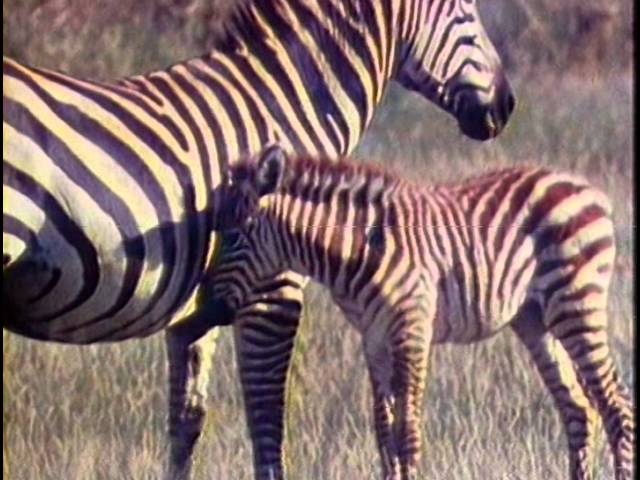 ZHivaya-entsiklopediya-Afrikanskie-slony-obezyany-zebry