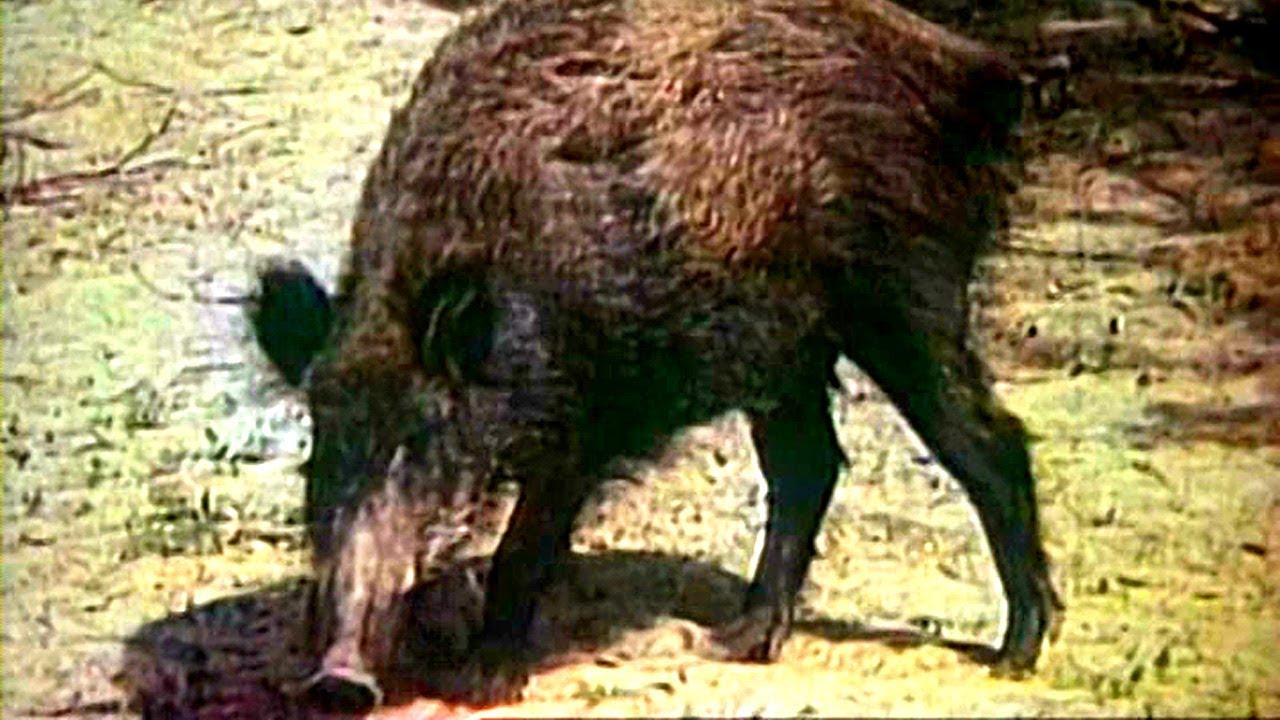 ZHivaya-entsiklopediya-Dikij-vepr