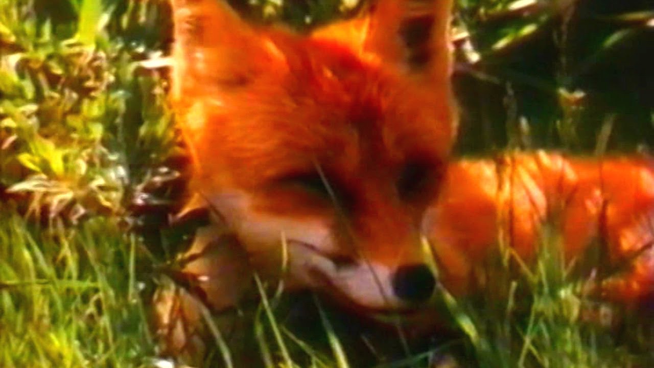 ZHivaya-entsiklopediya-Lisitsy