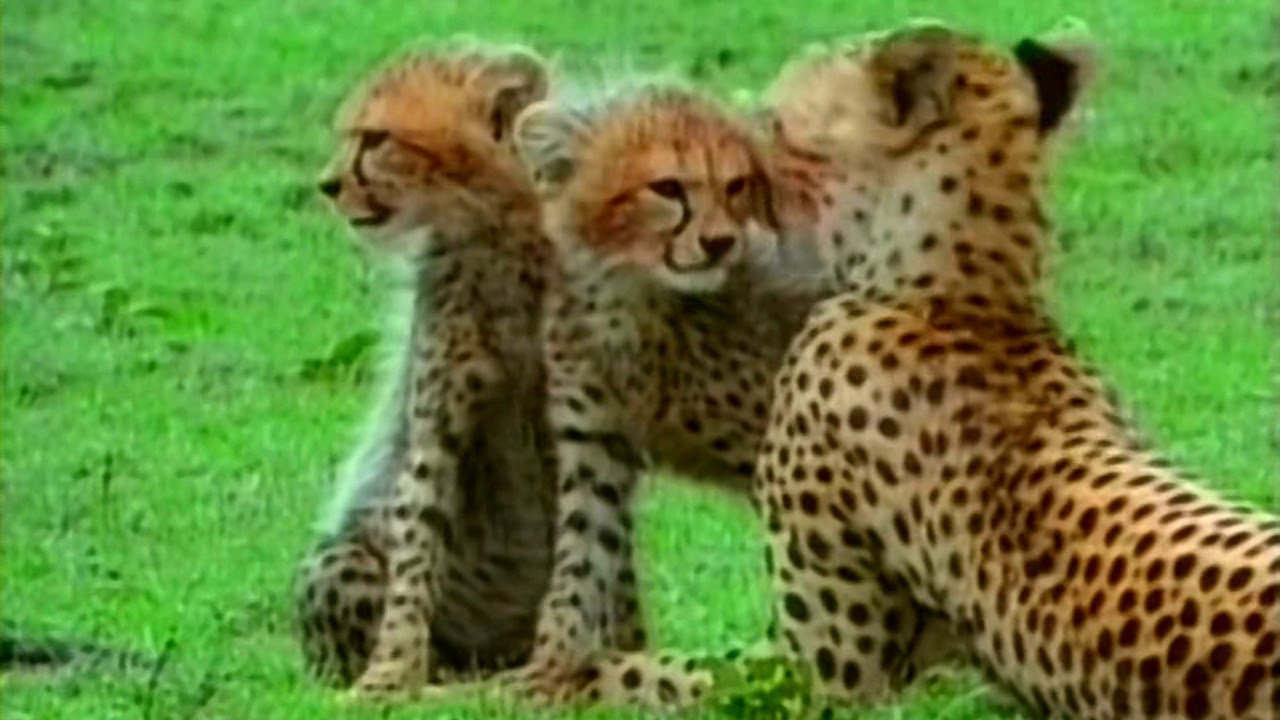 ZHivaya-entsiklopediya-Lvy-Gepardy-Leopardy-Gieny