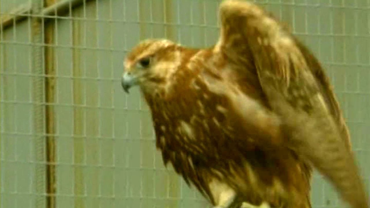 ZHivaya-entsiklopediya-Pro-zhivotnyh-Okskij-zapovednik