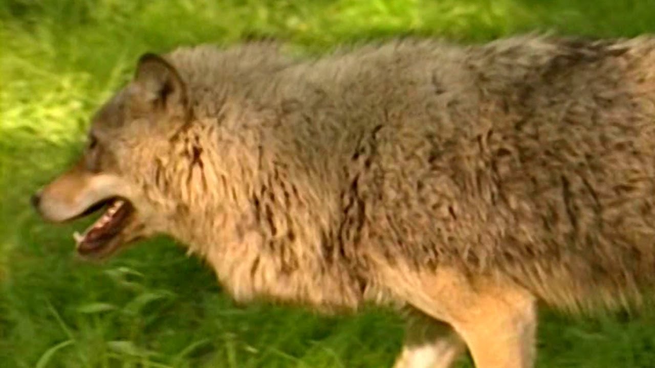 ZHivaya-entsiklopediya-Volki