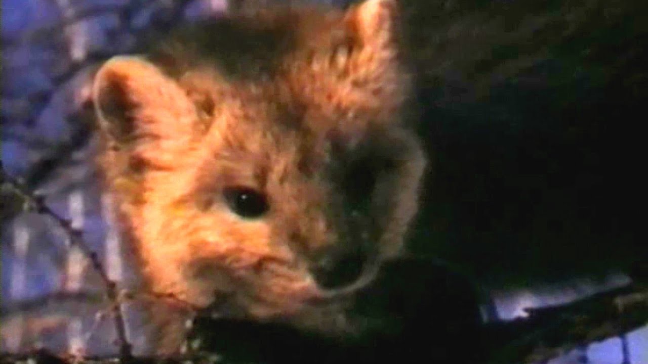 ZHivaya-entsiklopediya-ZHivotnye-Sobol