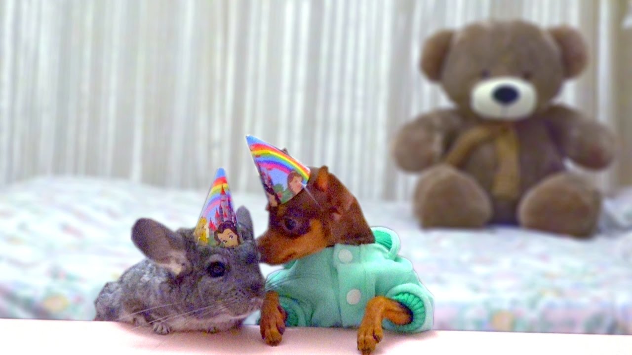 DEN-ROZHDENIYA-SHINSHILY-Dlya-detej-KIDS-Children-birthday