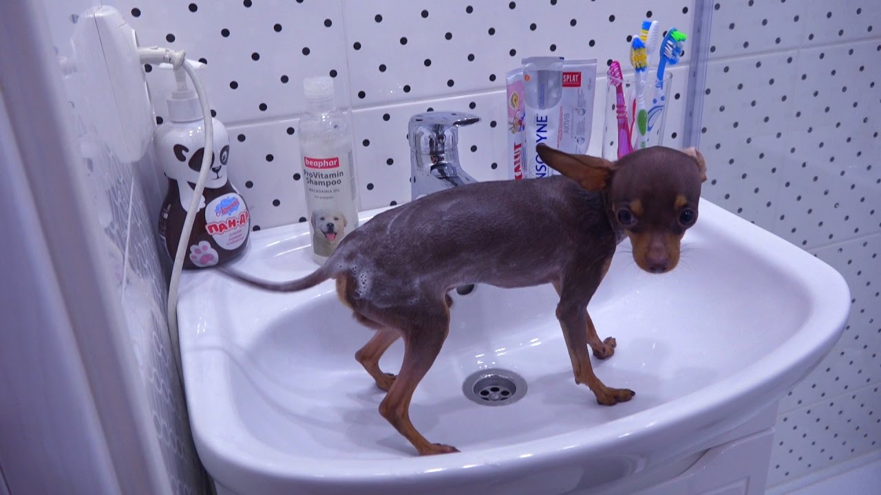 Diane-sdelali-PRIVIVKU-Kupaem-sobaku-Dlya-detej-KIDS-Children-Razvlecheniya