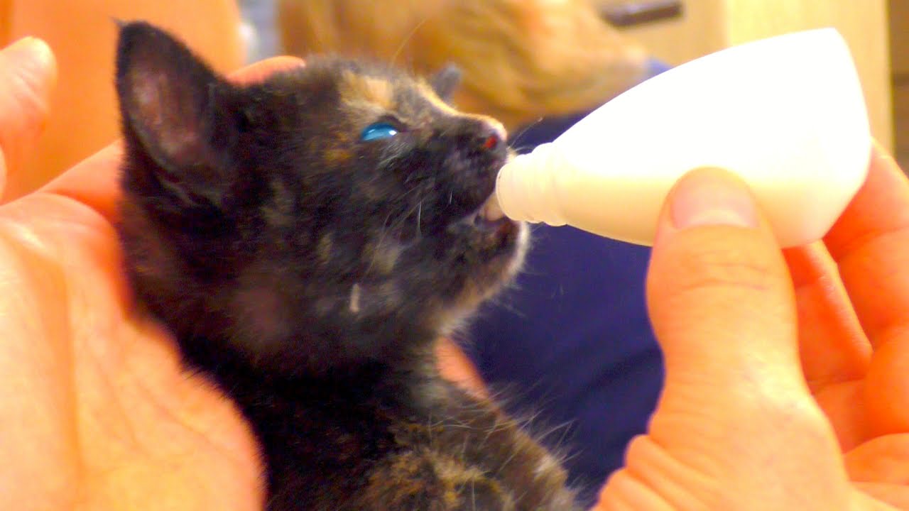 Nam-podkinuli-malenkogo-kotenka