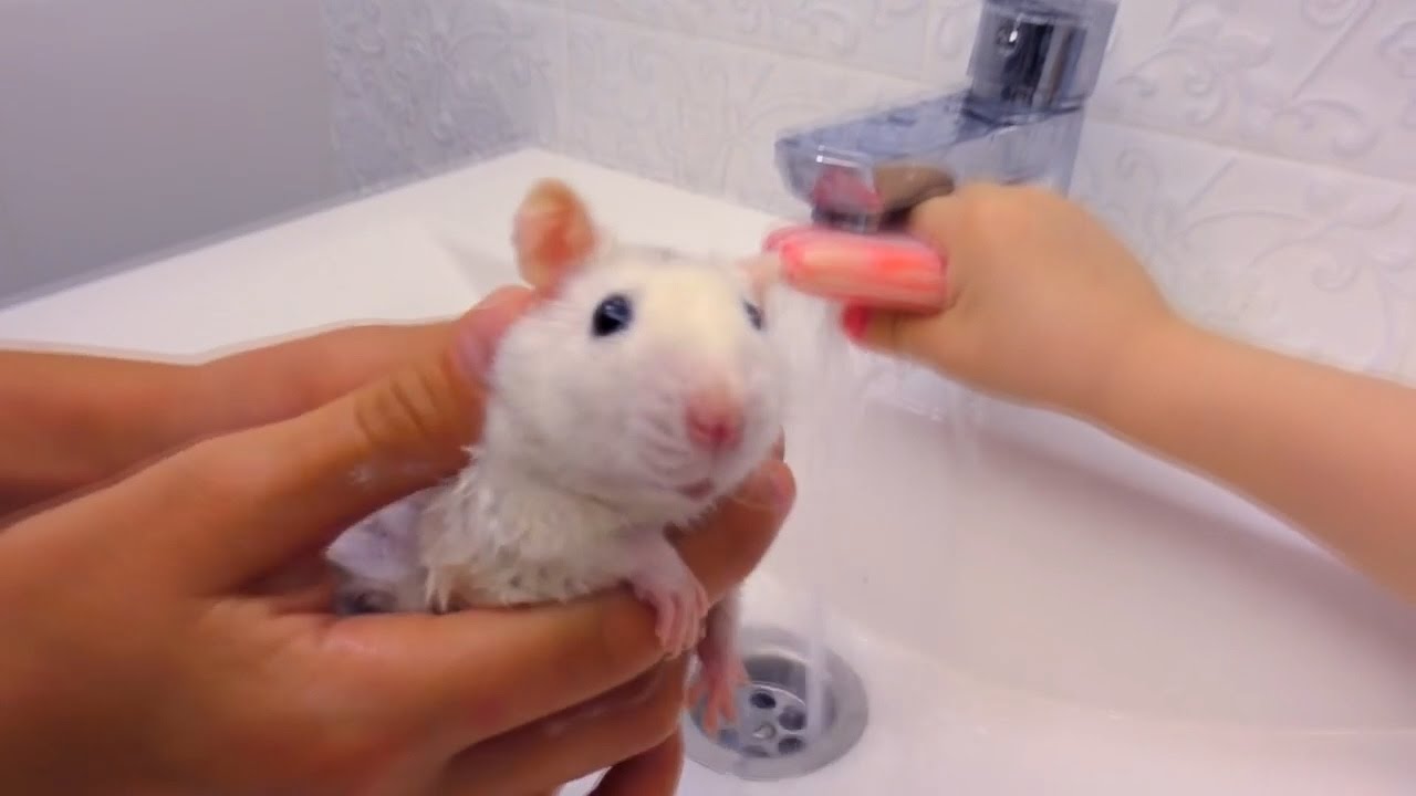 SBORNIK-Vse-serii-podryad-s-nashimi-pitomtsami-Dlya-detej-KIDS-CHILDREN-Kupaem-i-kormim