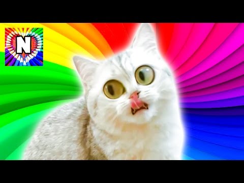 САМОЕ СМЕШНОЕ ВИДЕО Кошечка СИМКА ЗНАЕТ КОМАНДЫ Видео про котиков
