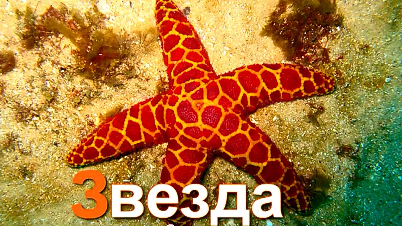 Azbuka-dlya-detej.-Uchim-bukvy.-Bukva-Z