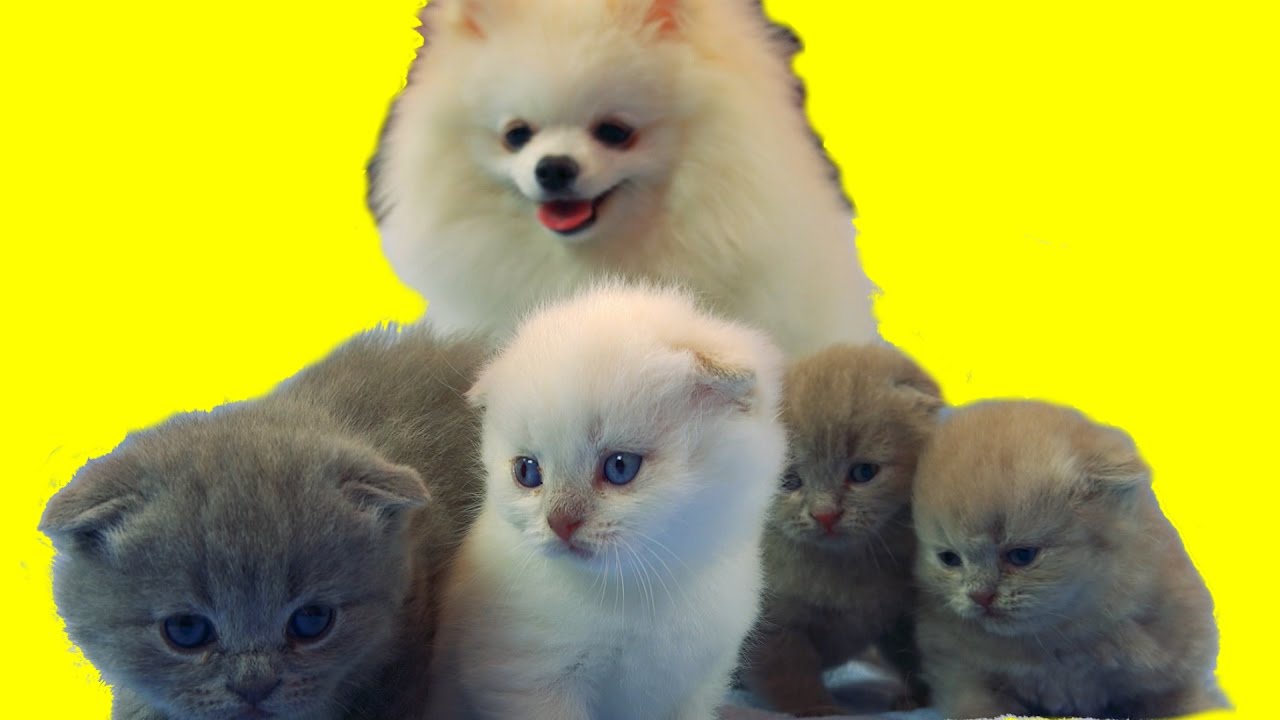 Nam-podkinuli-kotyat-Reaktsiya-shhenka-na-malenkih-pushistikov-Pomeranskij-shpits-i-vislouhie-britantsy