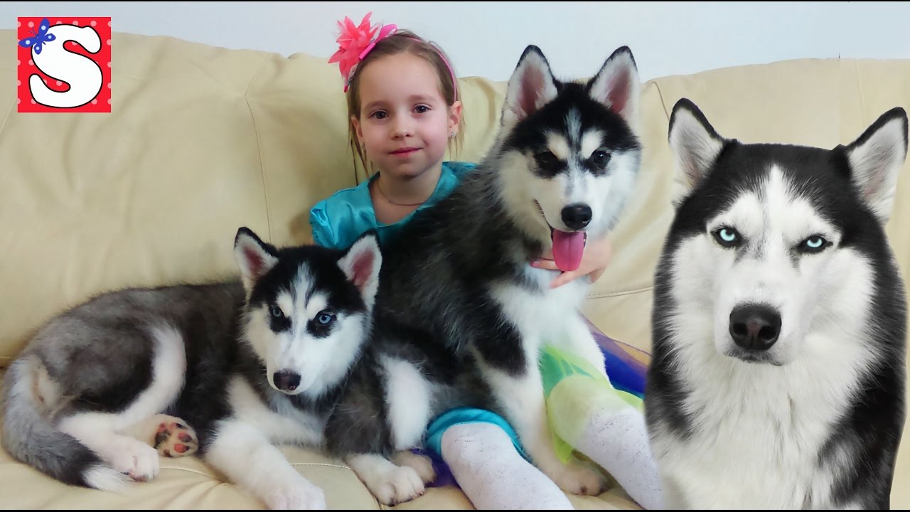 SHHENKI-FRENKA-Sofiya-igraet-s-sobachkami-Razvivayushhee-Video-dlya-detej-IGRY-dlya-detej-game-for-kids-Toys