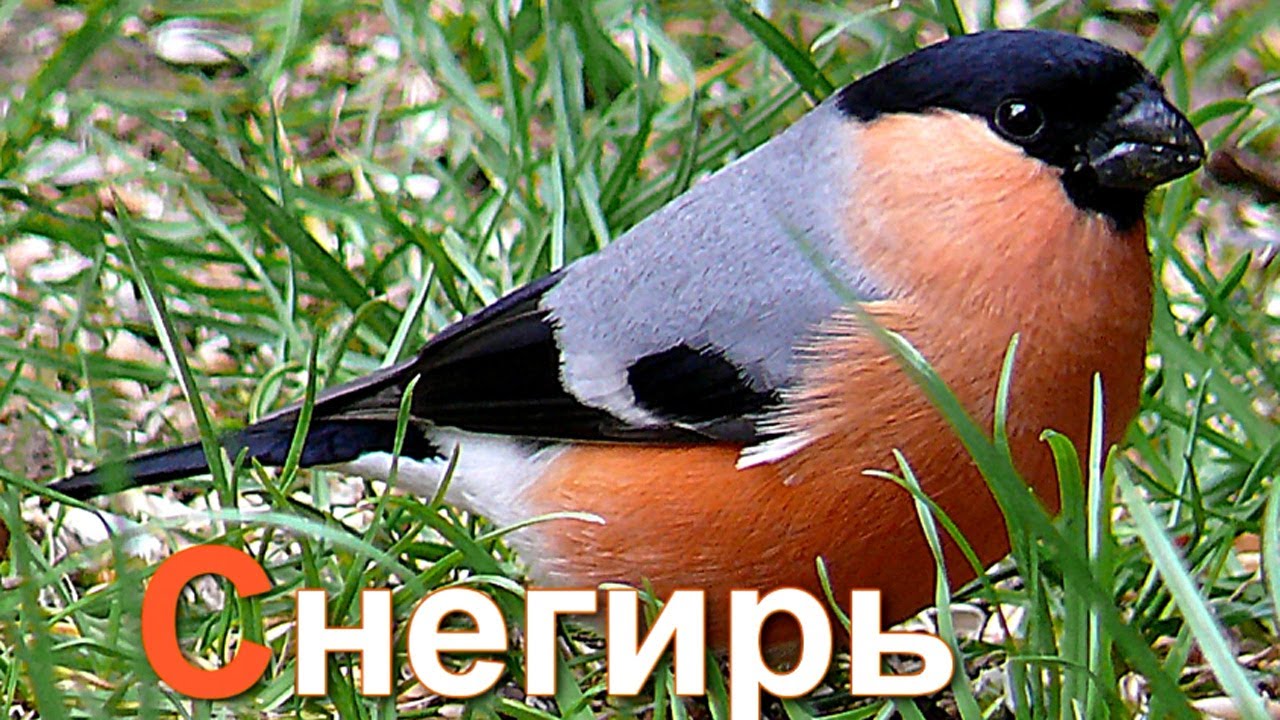 Azbuka-dlya-detej.-Uchim-bukvy.-Bukva-S