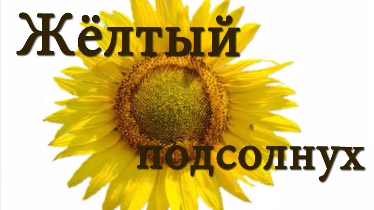 Uchim-tsveta-ZHyoltyj-Obuchayushhee-video-dlya-detej