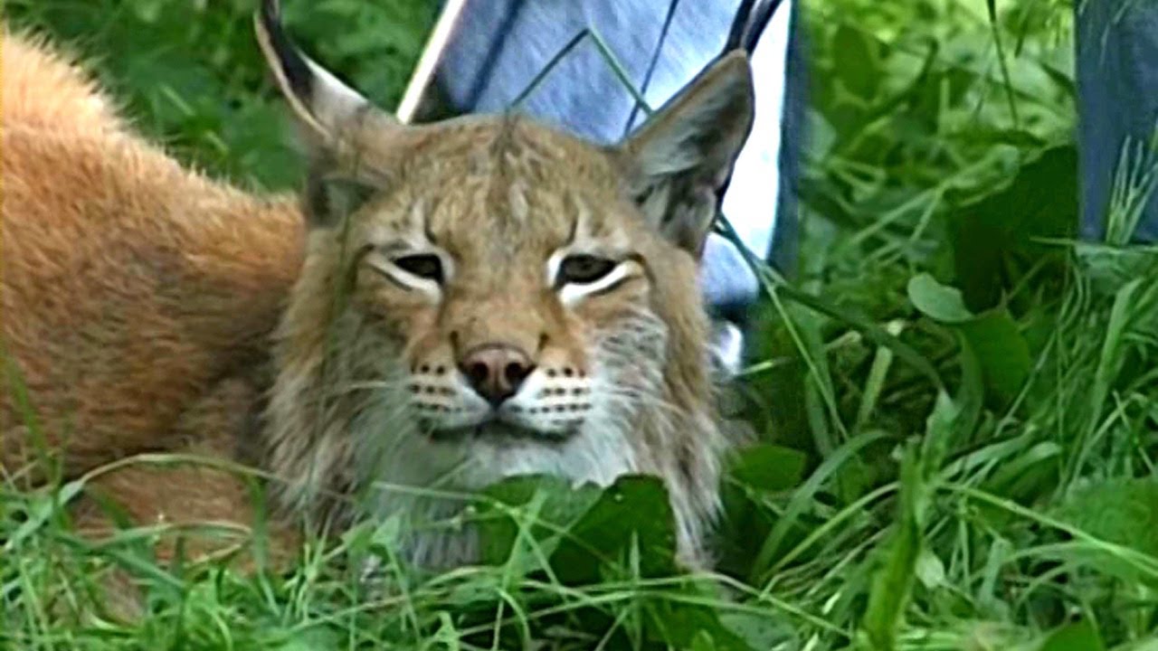 ZHivaya-entsiklopediya-Pro-zhivotnyh-Rys