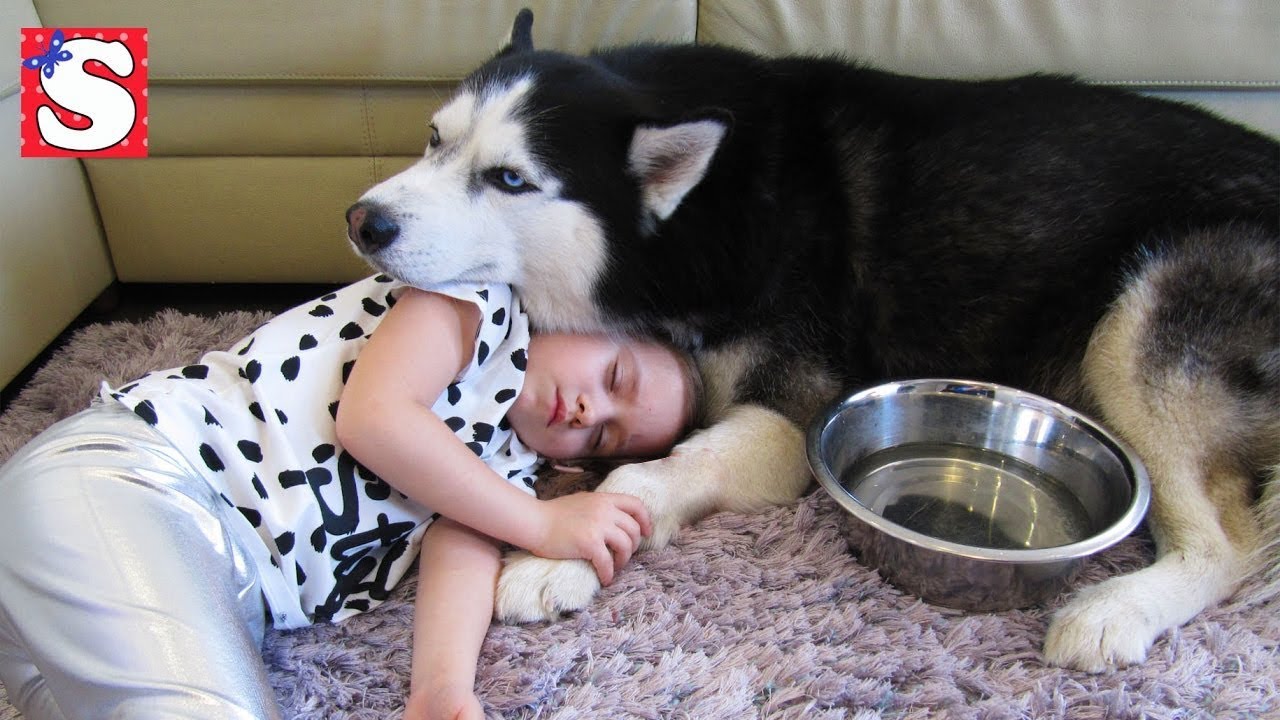 CHto-sluchilos-s-Sobakoj-Haski-Frenkom-Igrushki-LOL-kukly-LOL-Dolls-SHariki-s-Kuklami