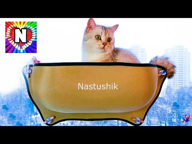 NASTYA-VLOG-kitten-academy-koty-yutubery-funny-cat-SIMKA-Video-pro-kotov-Kotik-SIMKA-i-Nastyushik