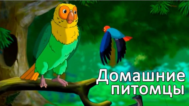Razvivayushhie-multfilmy-Sovy-Moi-Domashnie-Pitomtsy-Popugaj