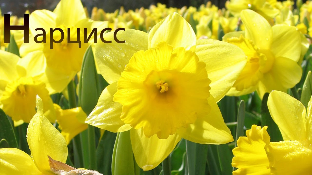 Razvivayushhie-igry-dlya-detej-Bukva-N