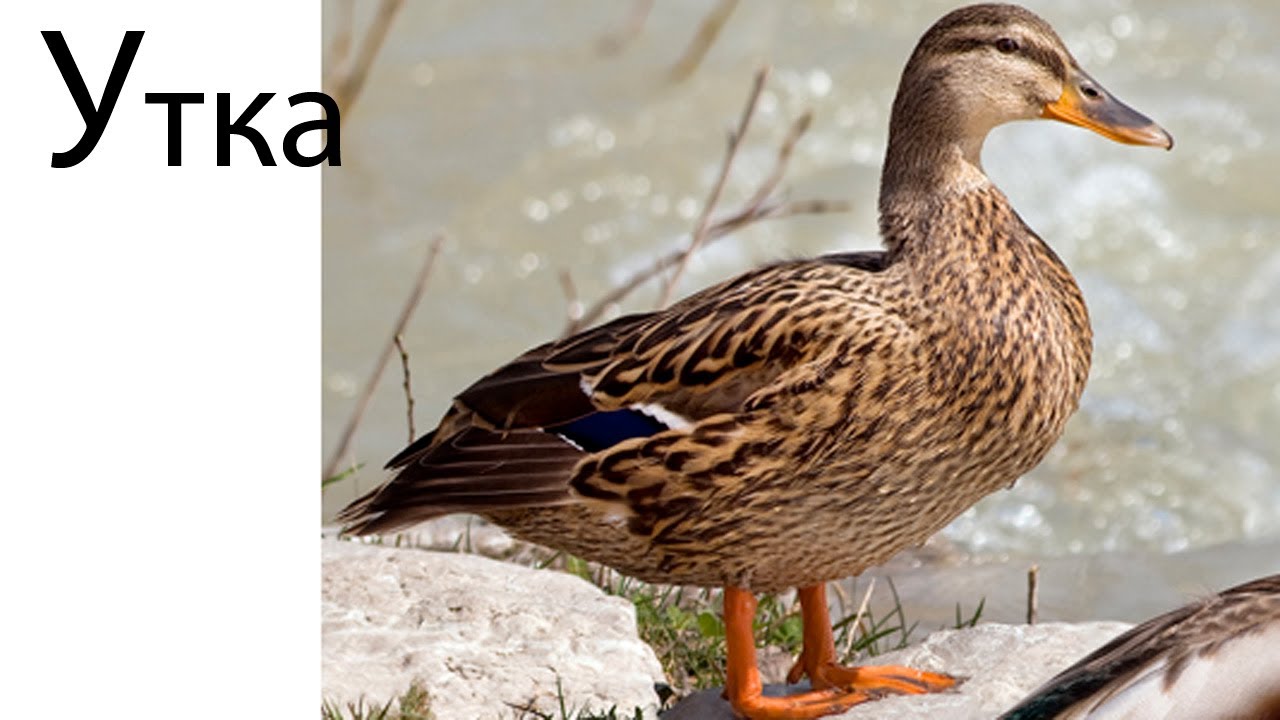 Razvivayushhie-igry-dlya-detej-Bukva-U