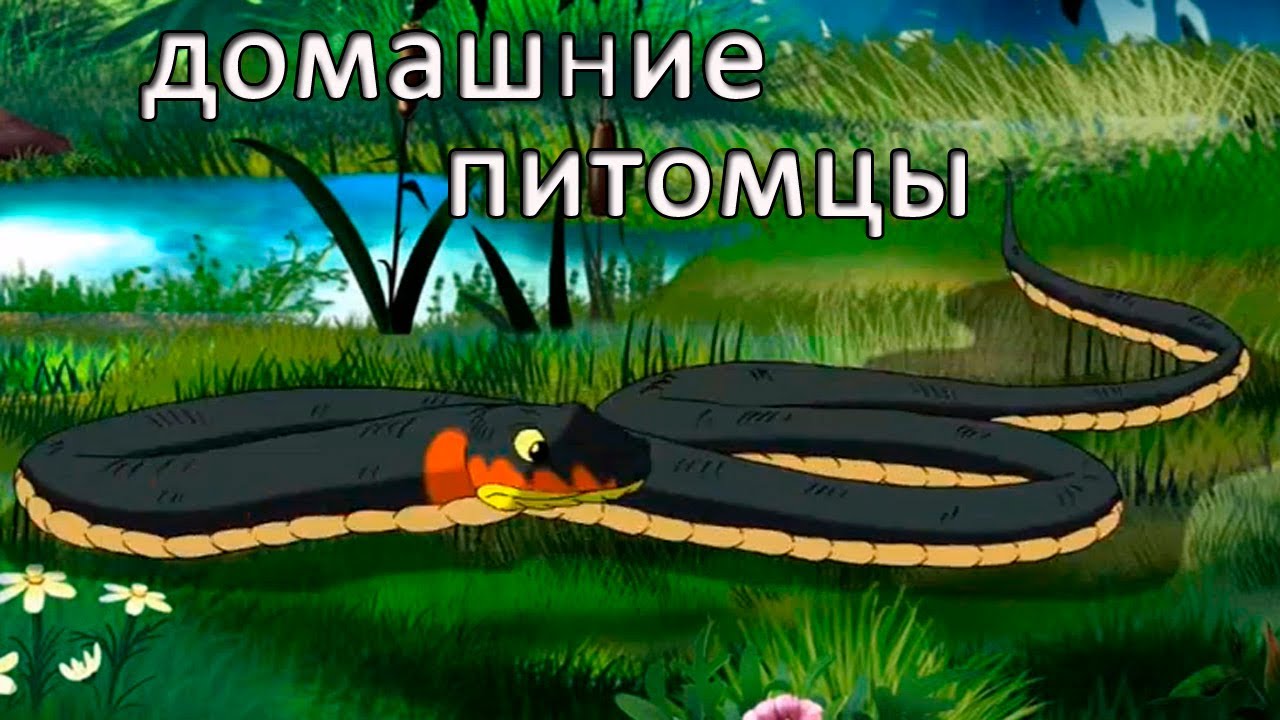 Razvivayushhie-multfilmy-Sovy-Moi-Domashnie-Pitomtsy-Terrarium