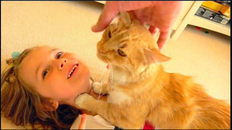 Razbudili-Maksa-i-koshechka-Murua-NE-privela-Kotyat