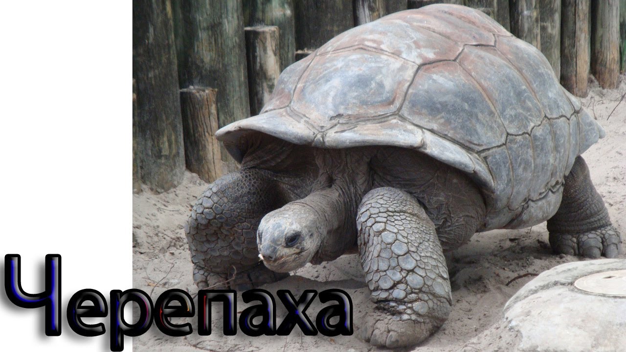 Razvivayushhie-igry-dlya-detej-Bukva-CH