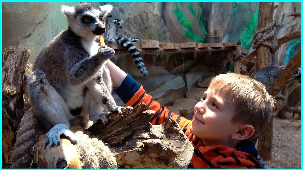ZOOPARK-dlya-Detej-i-Danik-Lemury-Madagaskara-Enoty-Surikaty-Nosuhi-Obezyanki-i-mnogie-drugie